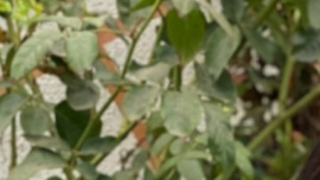 Marleen Sánchez,5, y su hermano Mark Sánchez, 2, listos para este Halloween. (Suministrada)