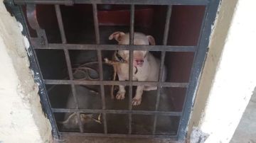 Insólito, encarcelan a perro por escaparse de su casa, lo mantuvieron sin agua y comida