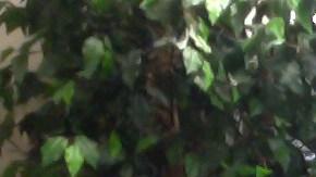 Luis Alvarado, dijo que no ayudó a Larry Elder que se presentara como un mini Trump. (Cortesía Luis Alvarado)