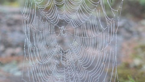 Una telaraña circular de en South Point Island en Killarney, Ontario, Canadá.