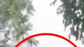 VIDEO: Así rescataron cuerpo de hombre que cocodrilo mató a mordidas; esto pasará con el animal