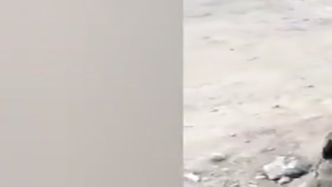 VIDEO: Madre graba a su hijo lanzar por barranco a perrita; ¡Presume que lo ha hecho 3 veces!