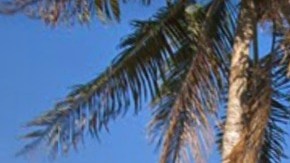 Los hechos ocurrieron en la 22nd Terrace y la 23rd Avenue del Suroeste de Miami.