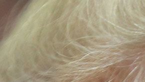 Trump es conocido por su gran afición a la comida de McDonald's.