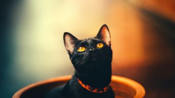 Los gatos negros son un símbolo de Halloween.