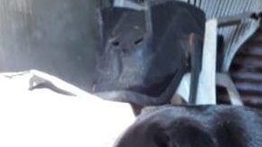 El perro fue adoptado hace cuatro años,.