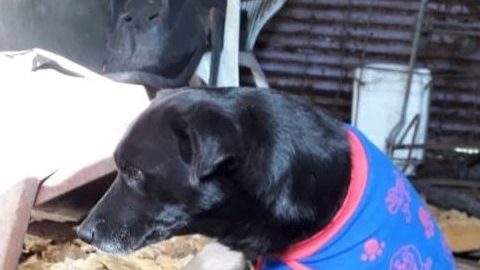 El perro fue adoptado hace cuatro años,.