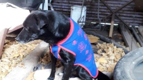 El perro fue adoptado hace cuatro años,.