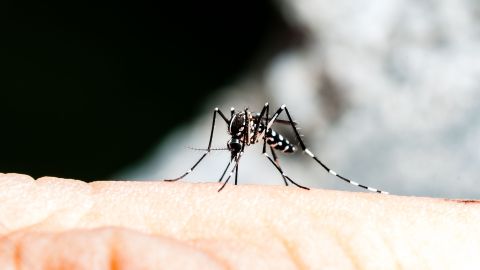 dengue