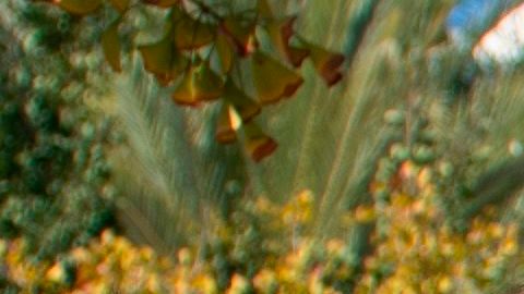 Hasta la fecha miles en Los Ángeles ya acudieron a una casilla a dejar su boleta electoral.