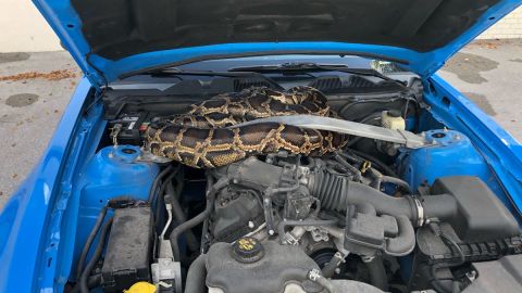 El reptil estaba escondido en la parte delantera de un Ford Mustang.