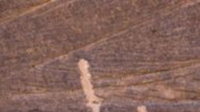 ¿En la prehistoria sólo cazaban los hombres?