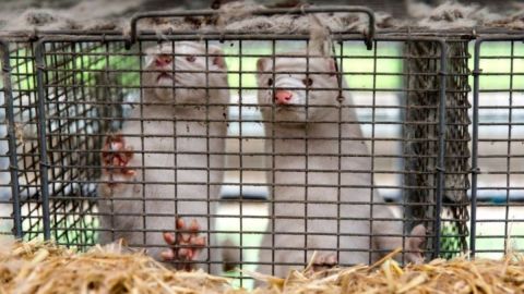 Los visones se cuidan en condiciones de hacinamiento, propicias para la propagación del coronavirus.