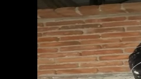 "Cuerpo colgado" causa alarma, no darás crédito a lo que en realidad era