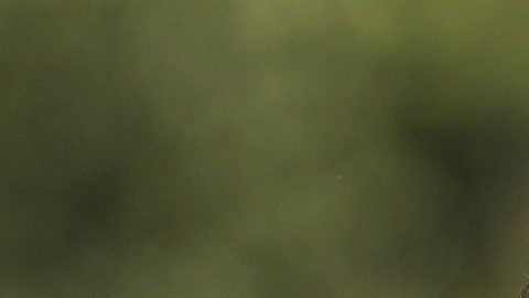 Abraham Ancer agusta masters