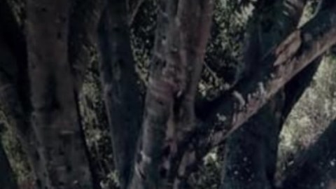 FOTOS: Sicario del CJNG posa con poderosa arma y troca monstruo