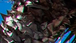 Personas con mascarillas caminan en Hollywood Boulevard el 10 de noviembre de 2020.