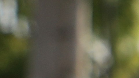 El recuento se inclina hacia Biden con un 84% escrutado, pero aún es temprano para proclamar ganador del estado.