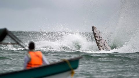 La aventura de avistamiento de ballenas en kayac fue demasiado cercana para dos mujeres en Avila Beach.