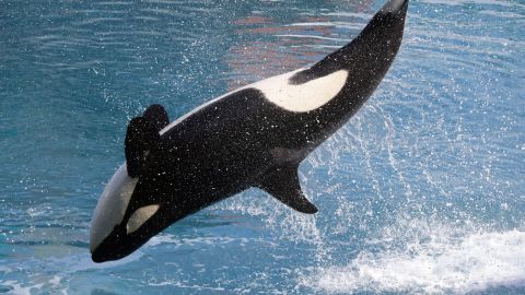 Una orca en un parque marino de Francia.