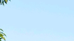 Los mariachis de Boyle Heights están siendo afectados por el COVID-19. (Suministrada)