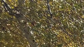 2020 Corvette Stingray Coupe