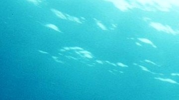 El tiburón azul migra largas distancias, desde Nueva Inglaterra a América del Sur.