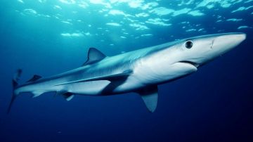 El tiburón azul migra largas distancias, desde Nueva Inglaterra a América del Sur.