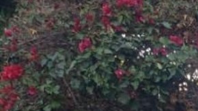 Activistas piden transparencia en las investigaciones.