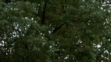 Las calles rumbo al Capitolio de California se llenaron de banderolas con el lema ‘Trump 2020’ este sábado.