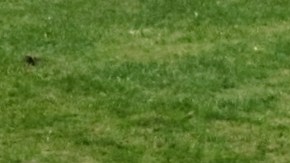 chivas monterrey guardianes 2020