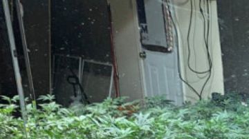 Los negocios de marihuana están creando conflictos de interés para algunos funcionarios electos. (Cortesía)