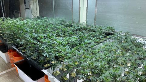 Los negocios de marihuana están creando conflictos de interés para algunos funcionarios electos. (Cortesía)