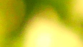 El último cortejo fúnebre de Maradona.