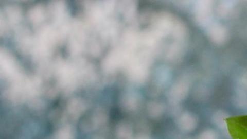 Conoce 3 rituales para atraer el dinero en Año Nuevo.