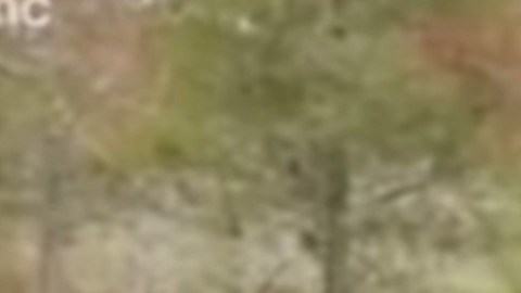 El momento del rescate fue capturado en video.