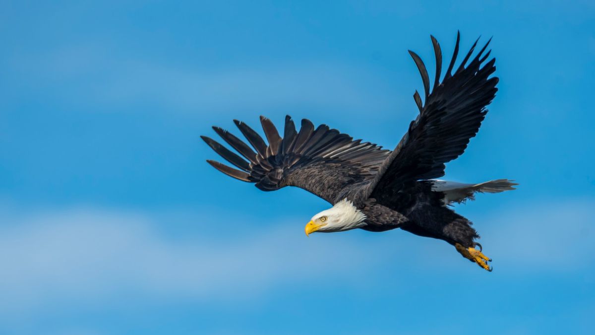 10 animales que traen importantes mensajes espirituales, si lo ves - La  Opinión