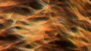 Un oso predijo al ganador de las elecciones presidenciales.