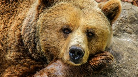 Un oso predijo al ganador de las elecciones presidenciales.