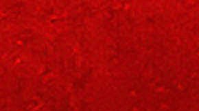 'Saved by the Bell' revive en Peacock