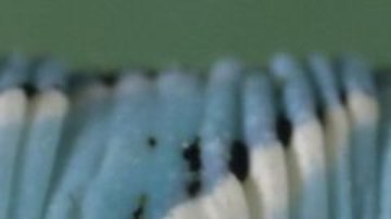 Algunos insectos pueden ser muy útiles para controlar plagas de los cultivos.