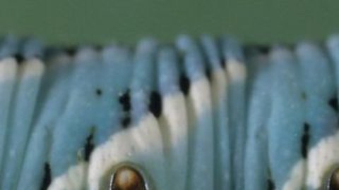 Algunos insectos pueden ser muy útiles para controlar plagas de los cultivos.