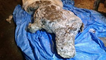 La carcasa fue encontrada por un residente en los bancos de un río en Siberia.