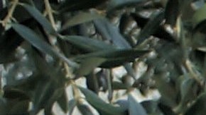 Jessica Bautista, del programa ReConnect, reparte alimentos.