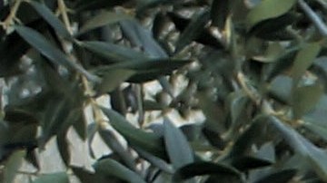 Jessica Bautista, del programa ReConnect, reparte alimentos.