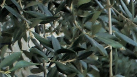 Jessica Bautista, del programa ReConnect, reparte alimentos.