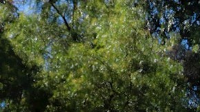 En Mérida preparan homenaje al compositor mexicano Armando Manzanero.