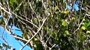 El perro "Truman" posa tras una pitón cazada por él en Miami-Dade.