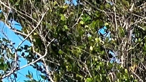 El perro "Truman" posa tras una pitón cazada por él en Miami-Dade.