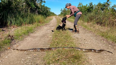 El perro "Truman" posa tras una pitón cazada por él en Miami-Dade.
